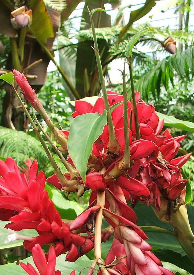 Image of Alpinia purpurata specimen.