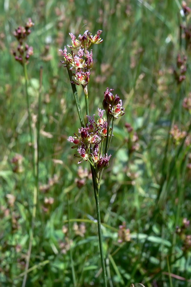 Image of Juncus compressus specimen.