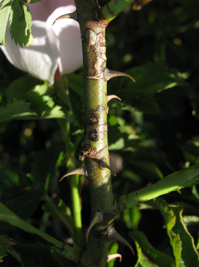 Image of genus Rosa specimen.