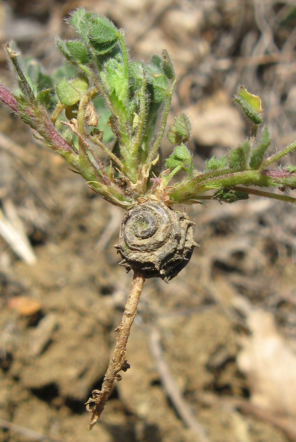 Image of Medicago rigidula specimen.