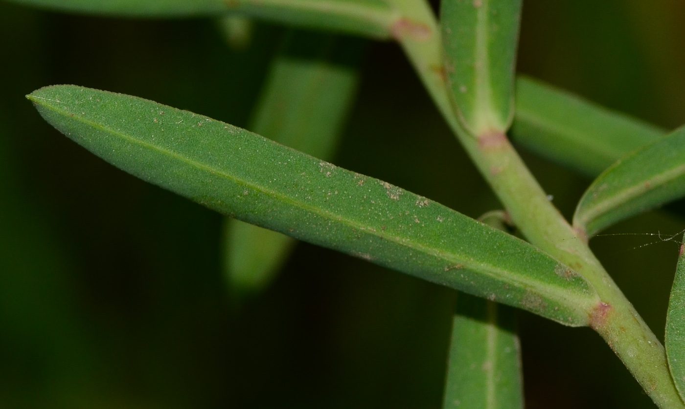 Image of Euphorbia terracina specimen.