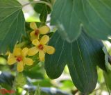 Ribes aureum