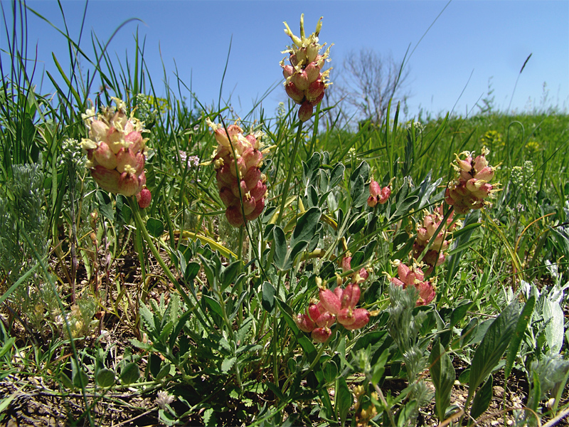 Изображение особи Astragalus calycinus.