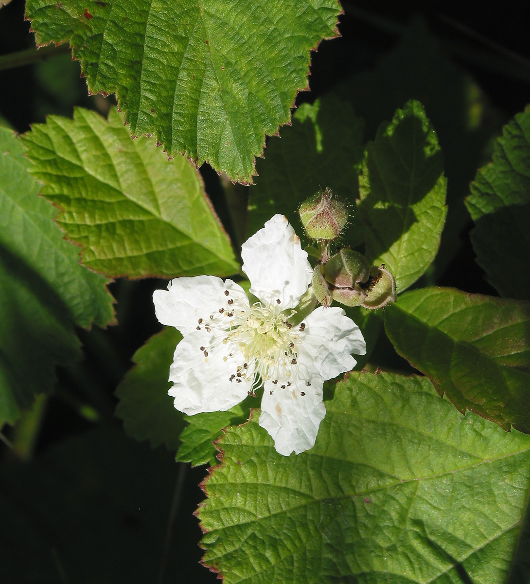 Изображение особи Rubus caesius.