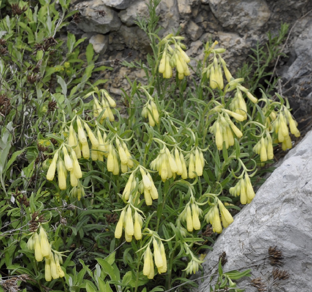 Изображение особи Onosma heterophylla.