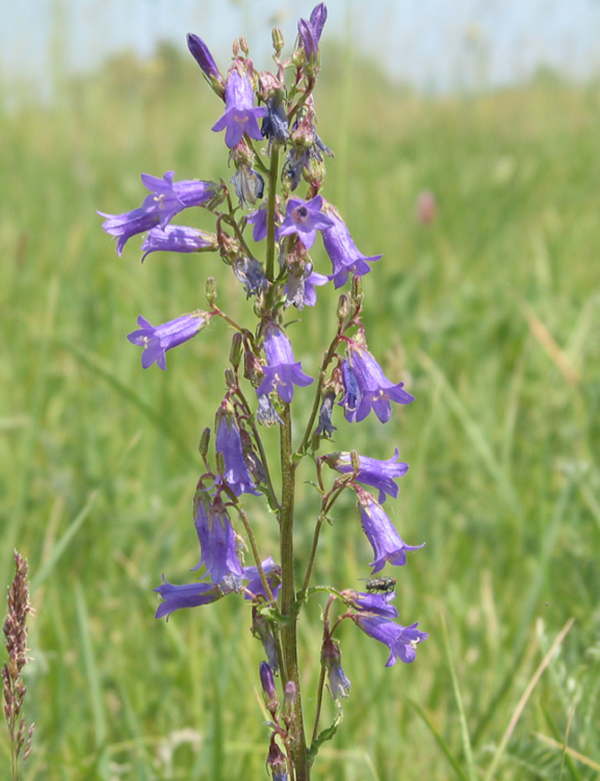 Image of Campanula sibirica specimen.