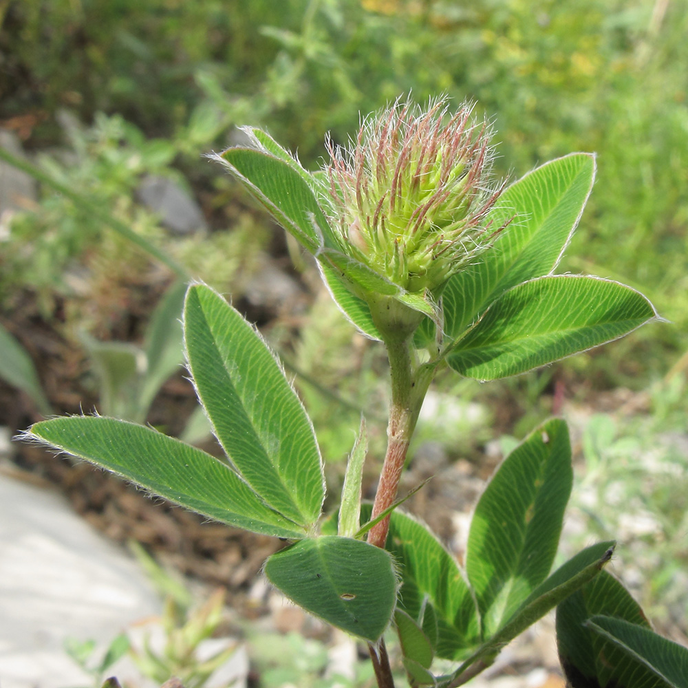 Image of Trifolium medium specimen.