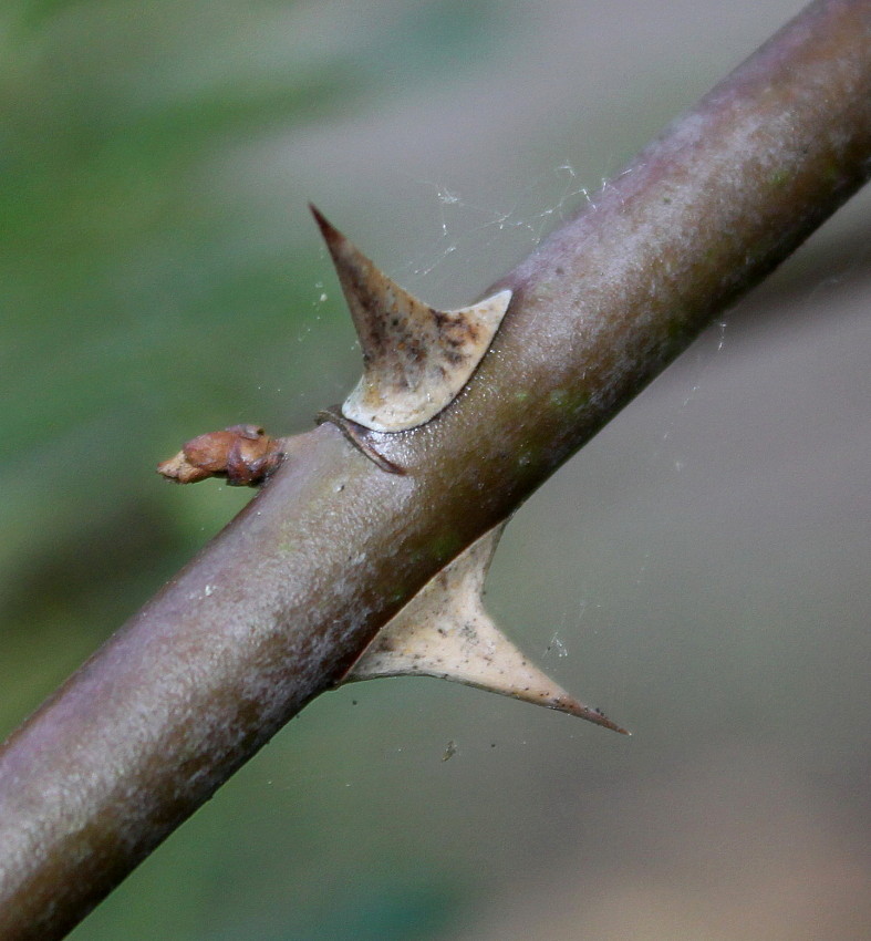 Image of Rosa villosa specimen.