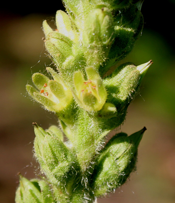 Image of Heuchera cylindrica specimen.