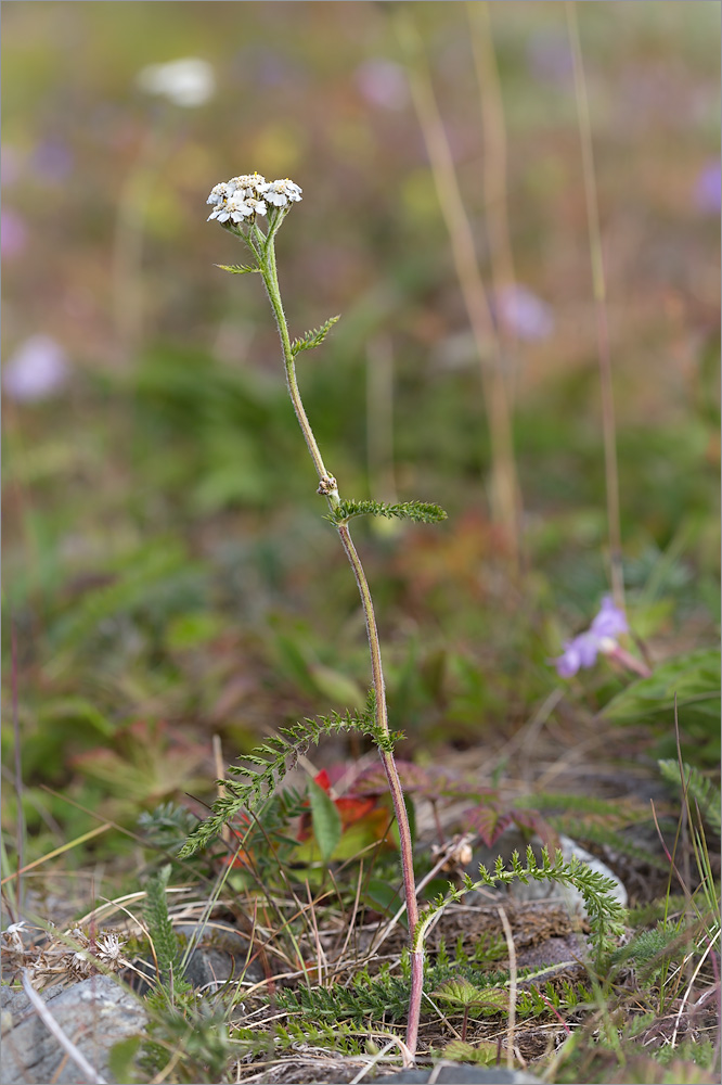 Изображение особи Achillea apiculata.