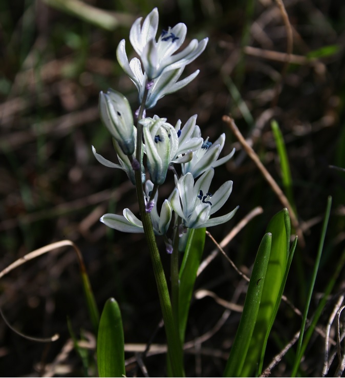 Image of Scilla puschkinioides specimen.