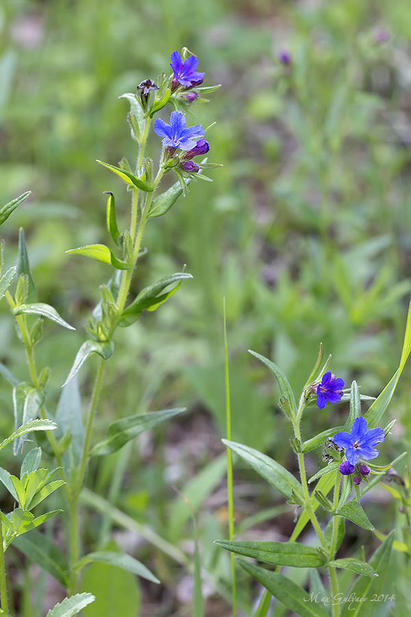 Image of Aegonychon purpureocaeruleum specimen.