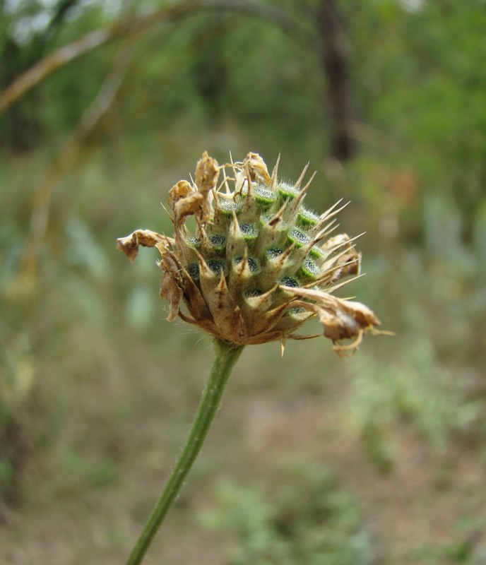 Image of Cephalaria transsylvanica specimen.