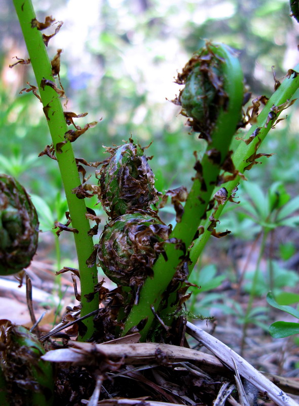 Изображение особи Athyrium monomachii.