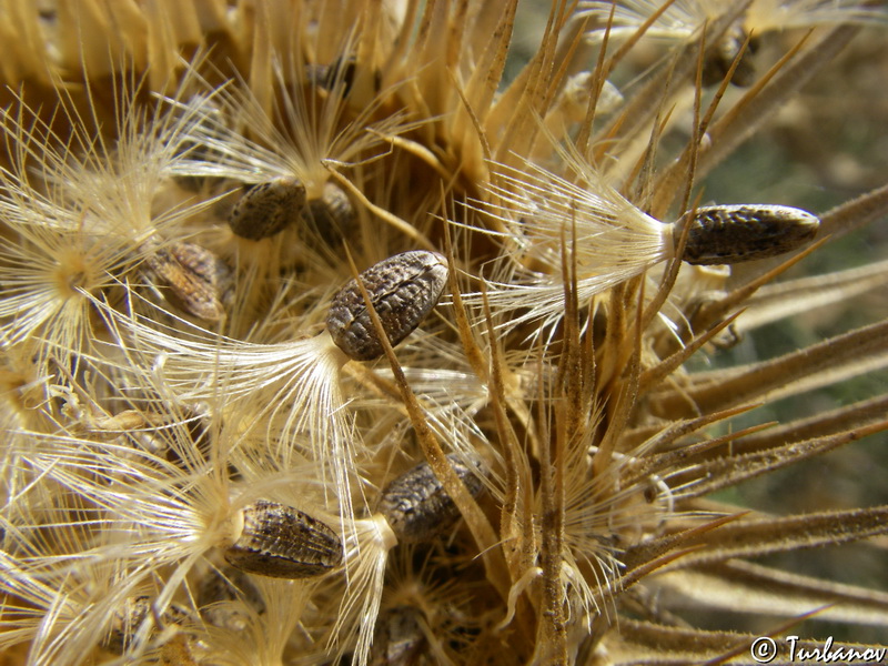 Image of Onopordum tauricum specimen.