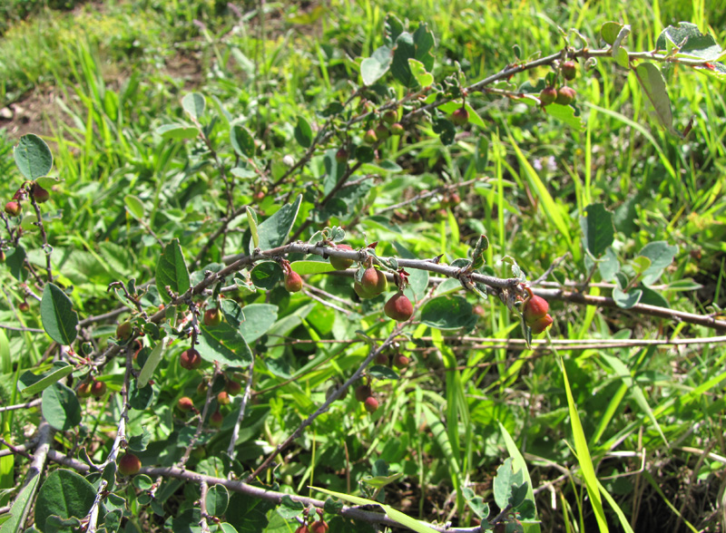 Image of Cotoneaster integerrimus specimen.