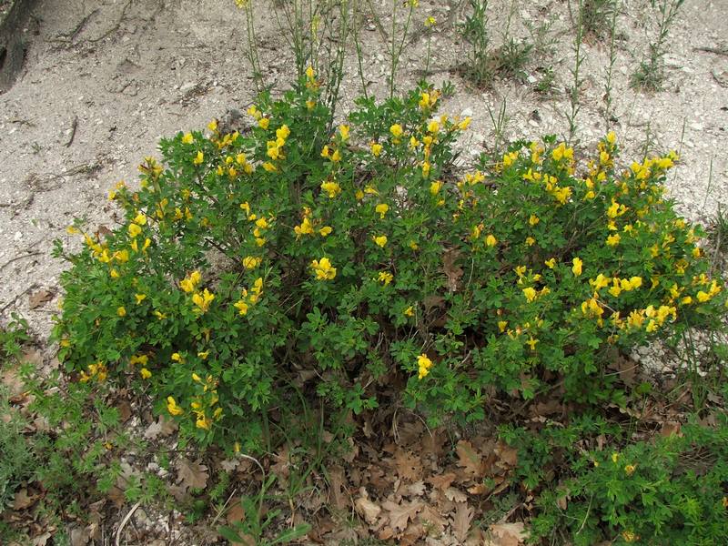 Image of Chamaecytisus ruthenicus specimen.