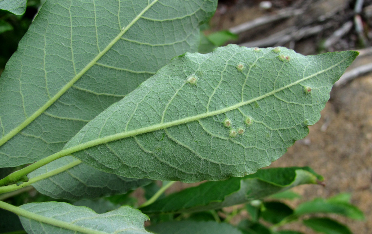 Image of Salix caprea specimen.