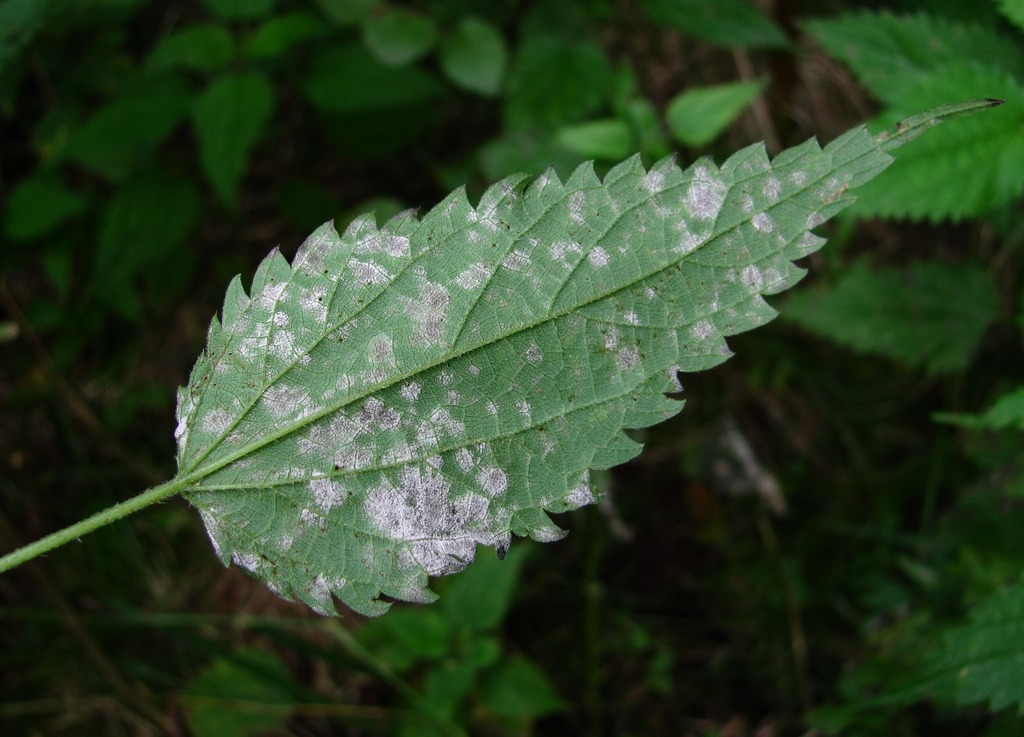 Изображение особи Urtica dioica.