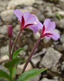 genus Epilobium. Цветки. Краснодарский край, хр. Аибга, ≈ 2300 м н.у.м, каменистое место. 02.07.2015.