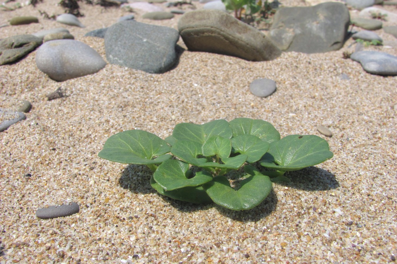 Image of Calystegia soldanella specimen.