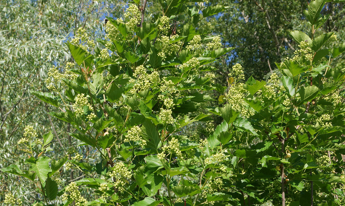 Image of Acer tataricum specimen.