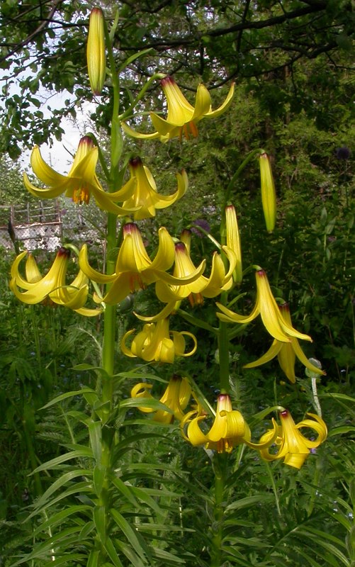 Изображение особи Lilium kesselringianum.