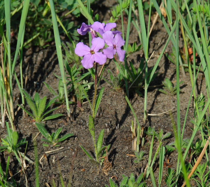 Image of Clausia aprica specimen.