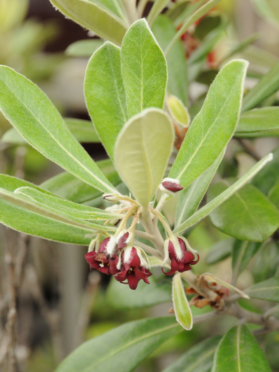 Изображение особи Pittosporum crassifolium.