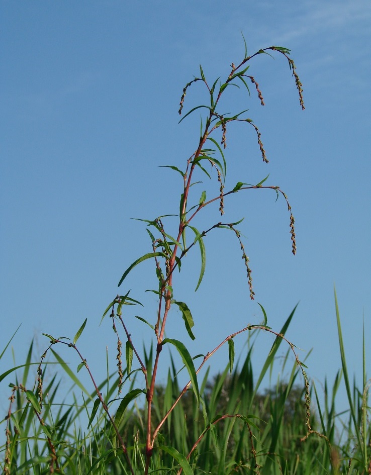 Image of Persicaria hydropiper specimen.