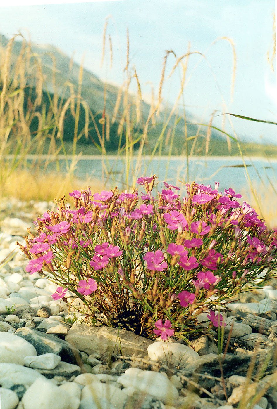 Image of Dianthus versicolor specimen.