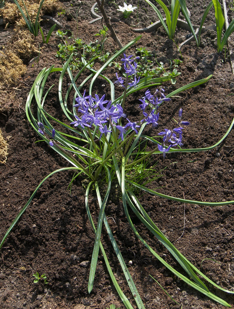 Image of Scilla greilhuberi specimen.