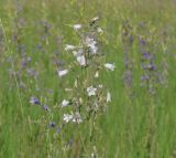 Campanula sibirica. Верхушка цветущего растения на лугу (белоцветковая форма). Иркутская обл., Иркутский р-н, западнее с. Максимовщина. 25.06.2015.