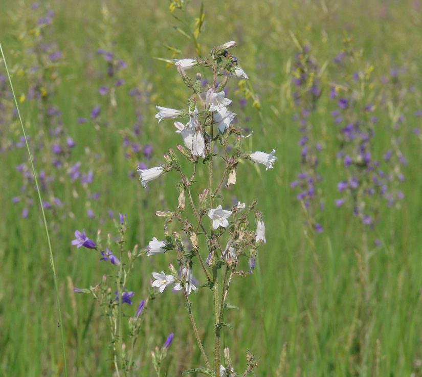 Image of Campanula sibirica specimen.