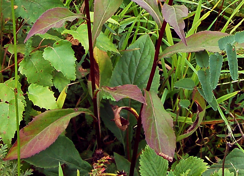 Image of Solidago virgaurea specimen.