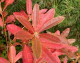 Смотреть изображение Rhododendron luteum