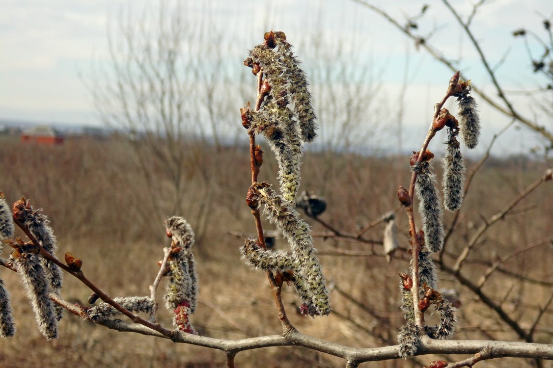 Image of Populus tremula specimen.