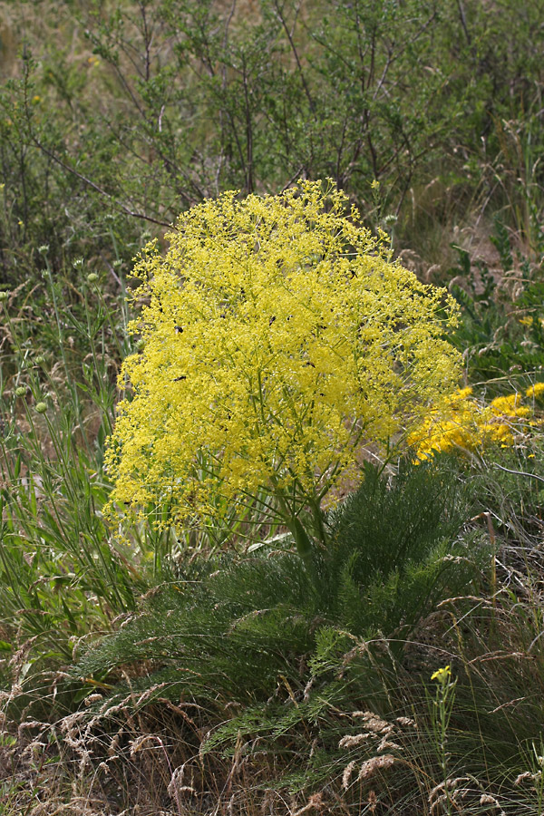 Изображение особи Ferula karatavica.