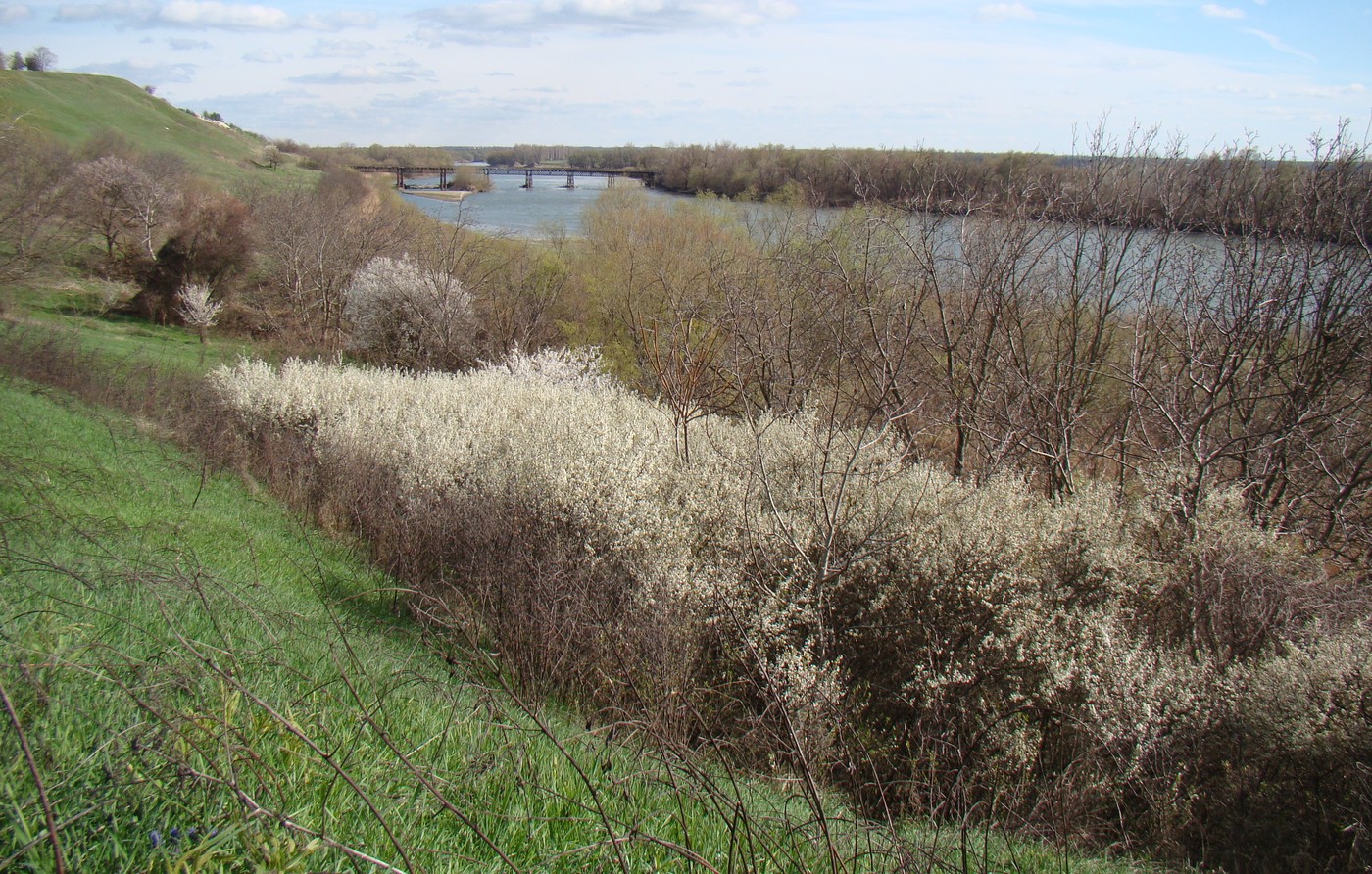 Изображение особи Prunus stepposa.