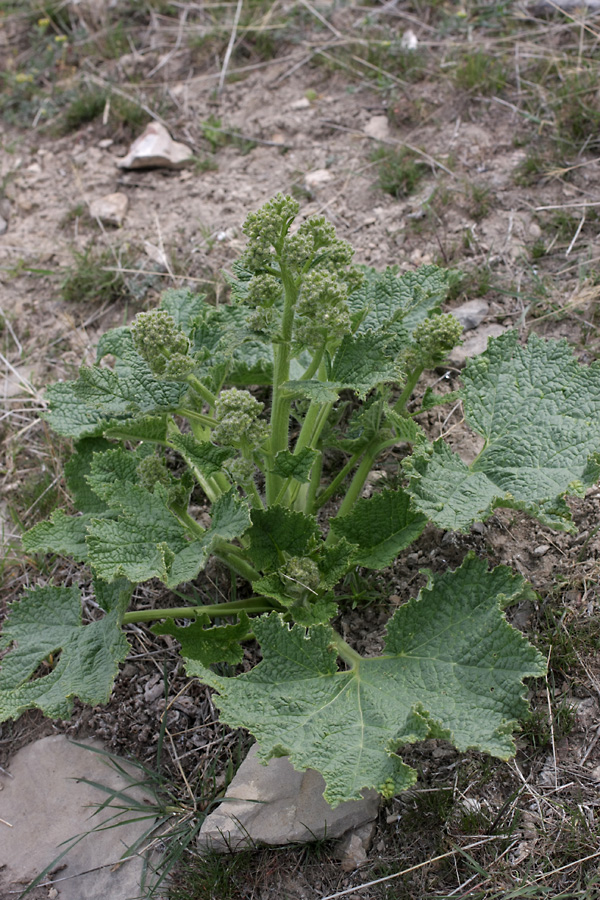 Image of Crambe kotschyana specimen.