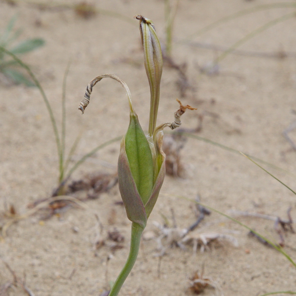 Image of Iris longiscapa specimen.