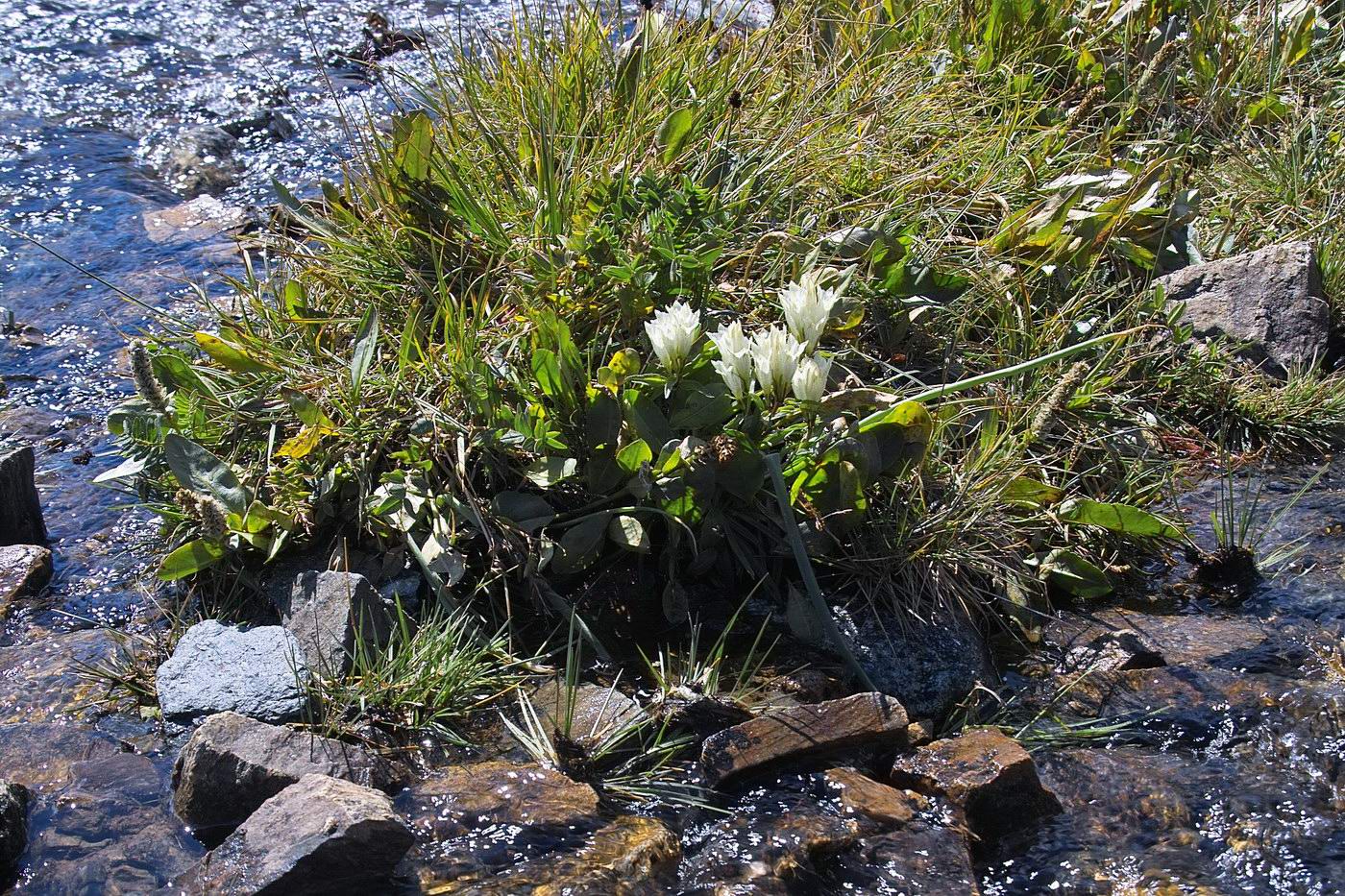 Image of Gentiana algida specimen.