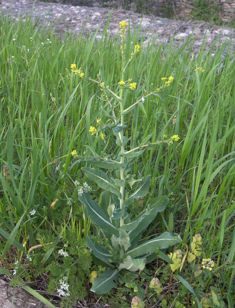 Image of Myagrum perfoliatum specimen.