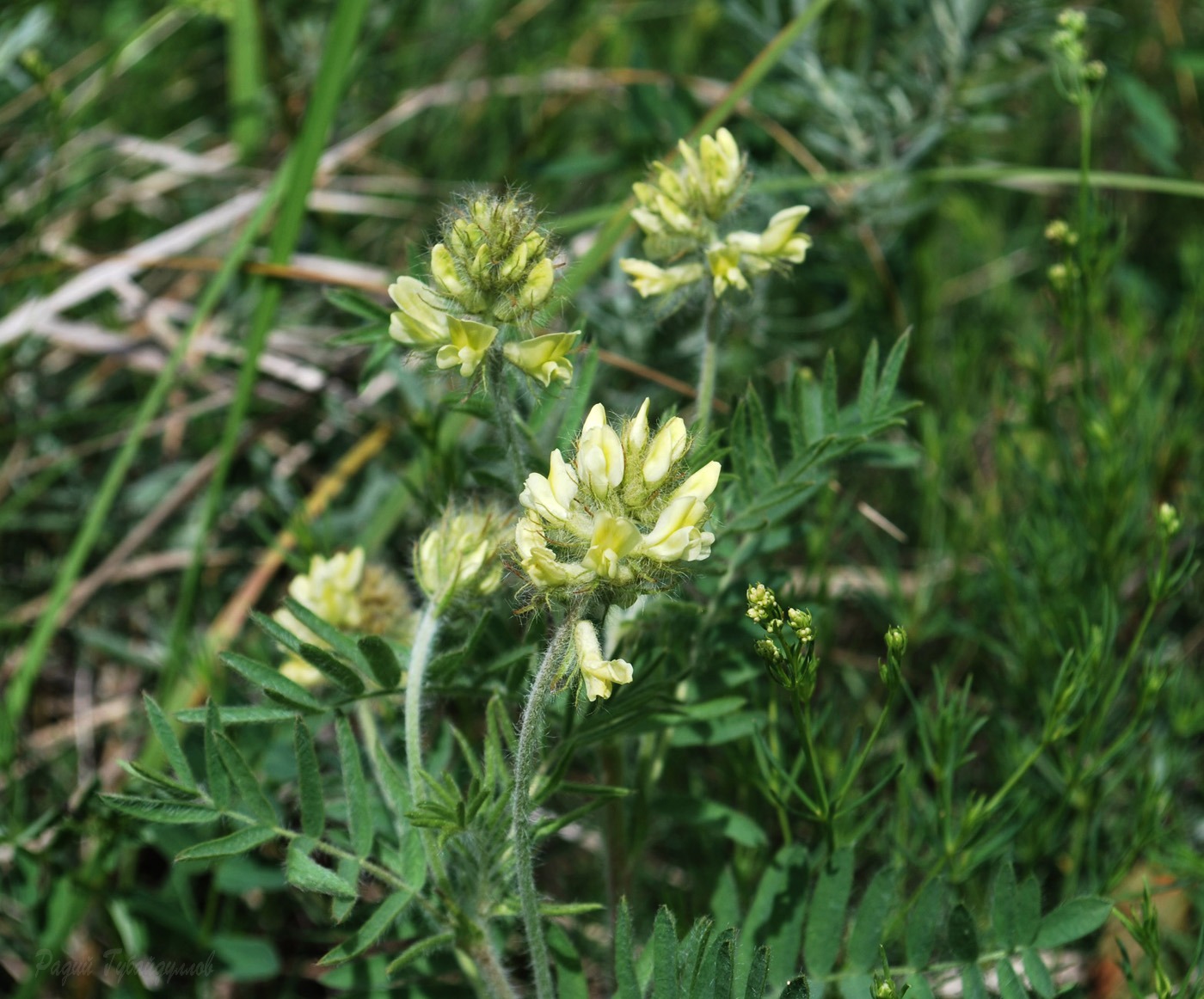 Image of Oxytropis pilosa specimen.