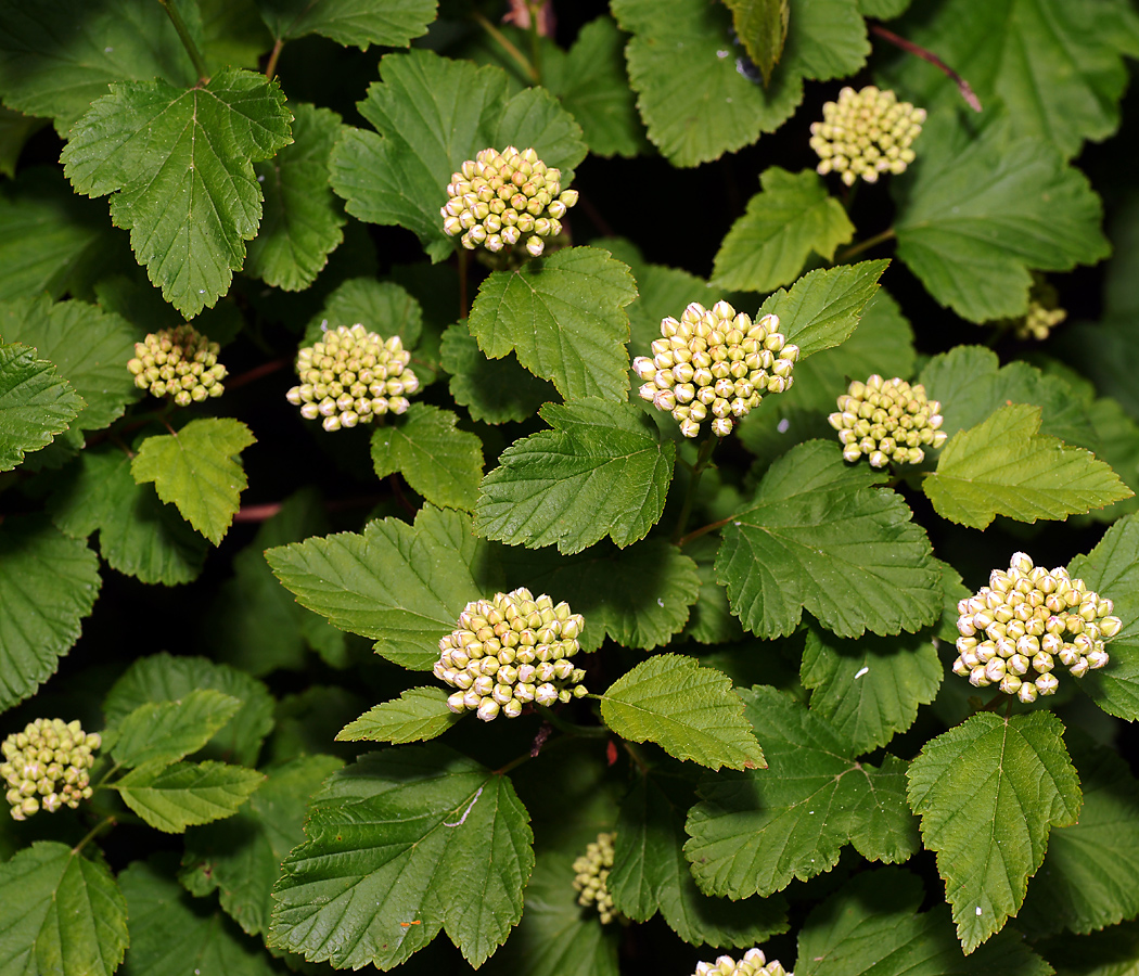 Image of Physocarpus opulifolius specimen.