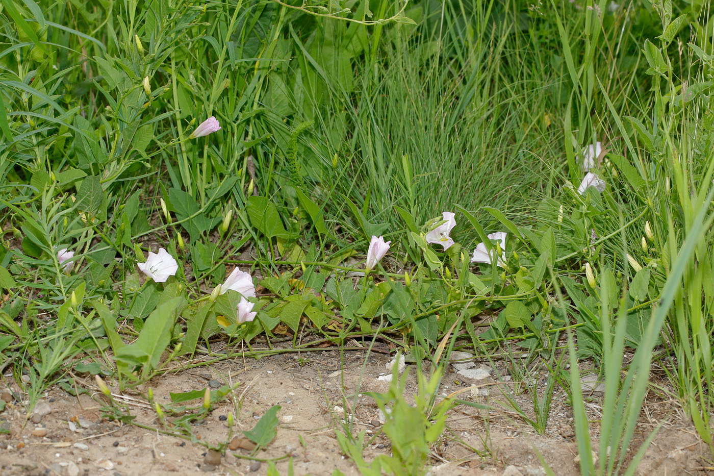 Image of Convolvulus arvensis specimen.