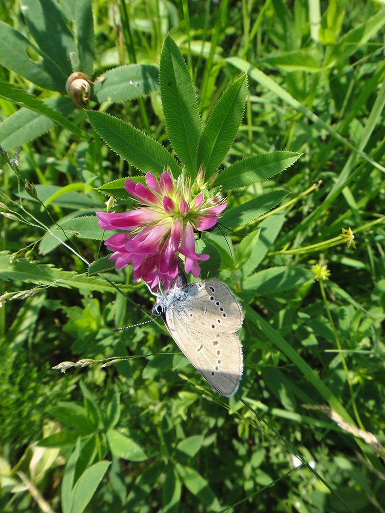 Image of Trifolium lupinaster specimen.