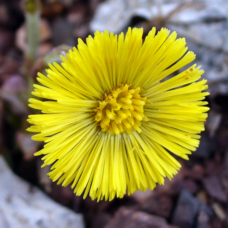 Изображение особи Tussilago farfara.