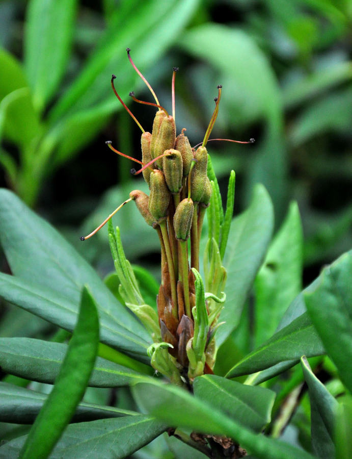 Image of Rhododendron caucasicum specimen.