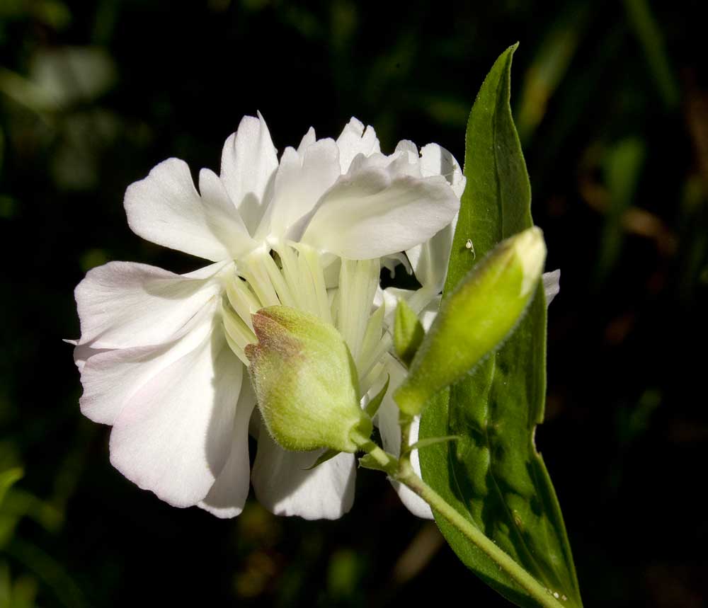 Изображение особи Saponaria officinalis.